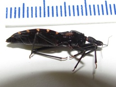 Triatoma gerstaeckeri