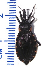 Triatoma gerstaeckeri