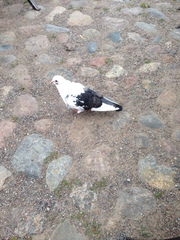 Columba livia domestica