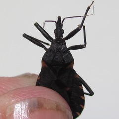 Triatoma gerstaeckeri