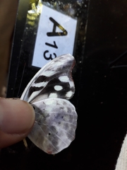 Catonephele acontius