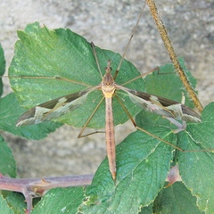 Tipula repanda