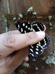 Catonephele acontius