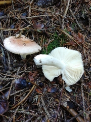 Russula nauseosa