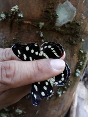 Catonephele acontius