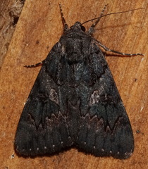 Catocala antinympha