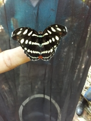 Catonephele acontius