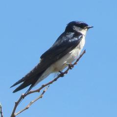 Hirundo dimidiata