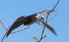 Hirundo dimidiata