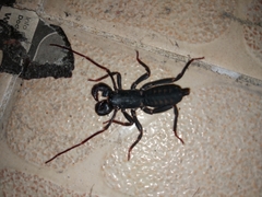 Thelyphonus