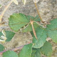 Tipula repanda