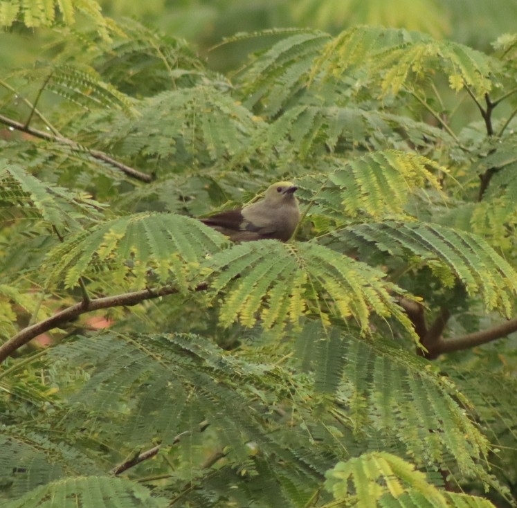 Palm Tanager (Thraupis palmarum)