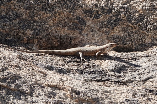 Western Giant Plated Lizard, Matobosaurus maltzahni