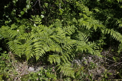 Pteridium latiusculum japonicum