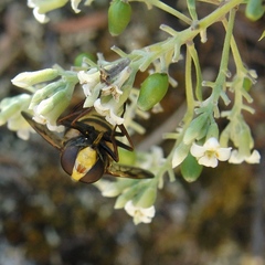Volucella elegans