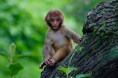 Macaca mulatta