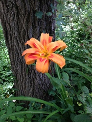 Hemerocallis fulva kwanso