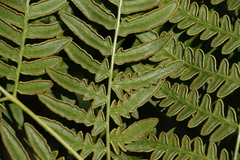 Pteridium latiusculum japonicum