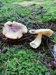 Russula puellaris