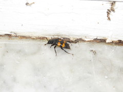 Nicrophorus interruptus