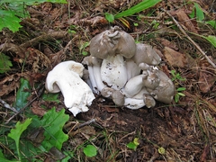 Lyophyllum fumosum