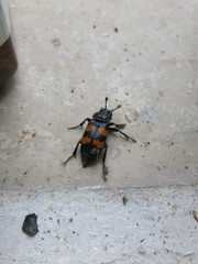 Nicrophorus interruptus