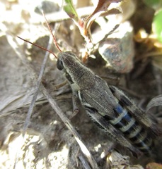Melanoplus dawsoni
