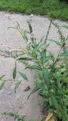 Persicaria