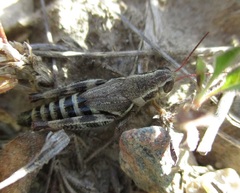 Melanoplus dawsoni