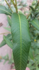 Persicaria