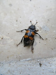 Nicrophorus interruptus