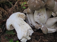 Lyophyllum fumosum