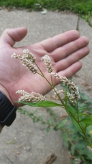 Persicaria