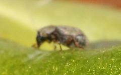 Urodontinae