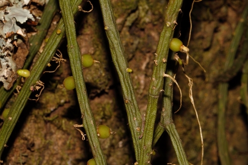 Cactaceae image