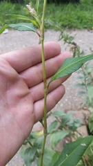 Persicaria