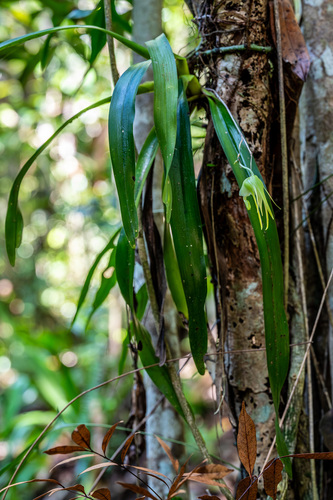 Aeranthes grandiflora Lindl.