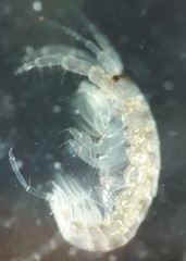 Corophium sextonae