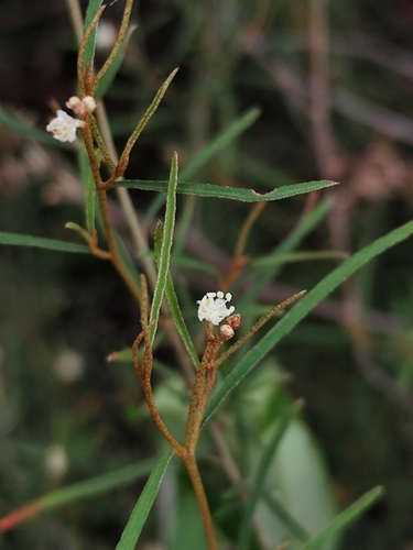 Croton pygmaeus