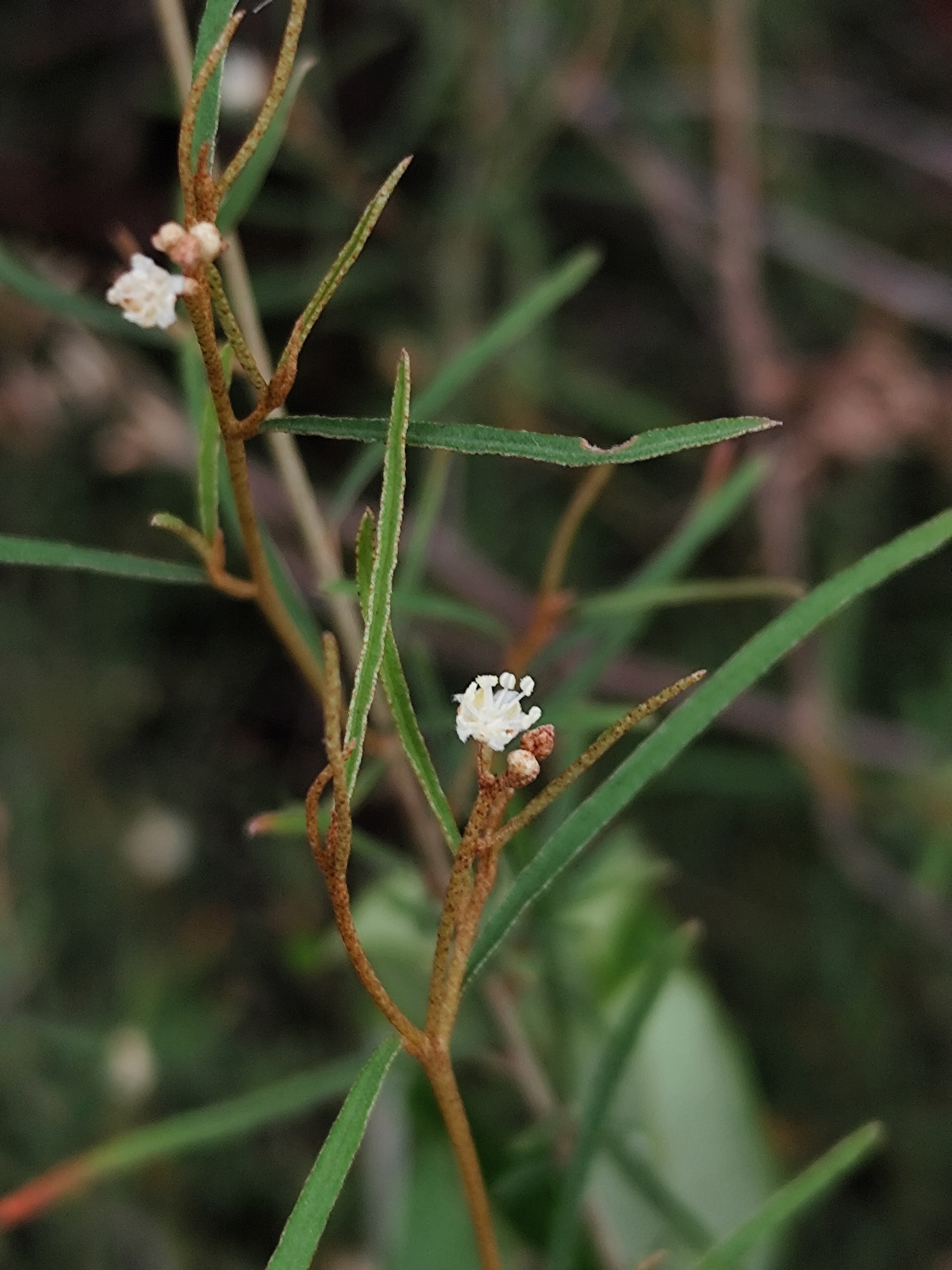 Croton pygmaeus