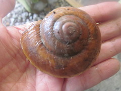 Ryssota otaheitana ovum