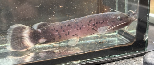Teugels' electric catfish (Malapterurus teugelsi) — Malapteruridae