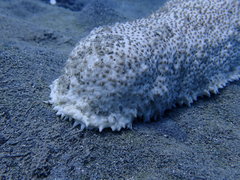 Astichopus multifidus