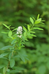 Spiraea alba alba