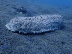 Astichopus multifidus