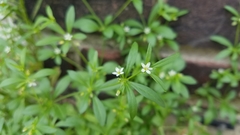 Mollugo verticillata