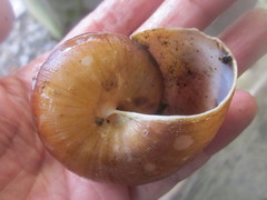 Ryssota otaheitana ovum