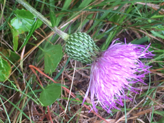 Cirsium virginianum