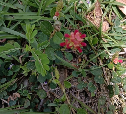 Alysicarpus vaginalis iNat (3)
