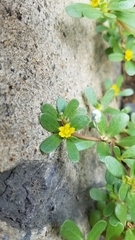 Portulaca oleracea